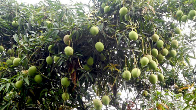 আমবাগানে আইনশৃঙ্খলা বাহিনী মোতায়েনের নির্দেশ