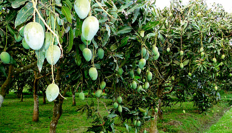 আমবাগান তদারকিতে থাকবেন ম্যাজিস্ট্রেট-পুলিশ