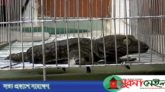 চীনে পাচার হচ্ছে তক্ষক! কারণ জানালেন বিশেষজ্ঞরা