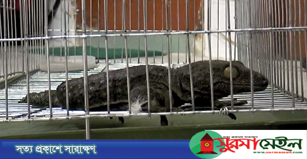 চীনে পাচার হচ্ছে তক্ষক! কারণ জানালেন বিশেষজ্ঞরা