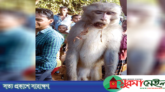 বড়লেখায় শিশু হত্যায় বানরের মৃত্যুদণ্ড!