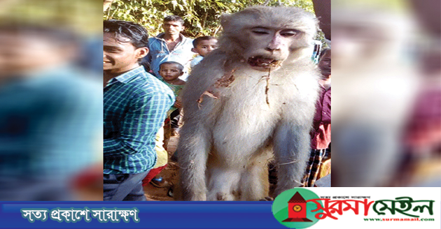 বড়লেখায় শিশু হত্যায় বানরের মৃত্যুদণ্ড!