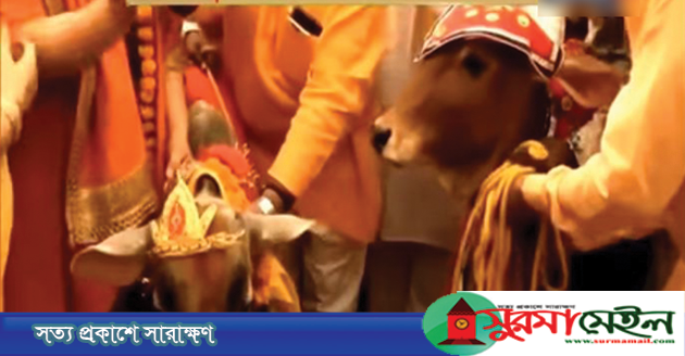 এবার মোরাদাবাদে সাত পাকে গরু-বলদের বিয়ে