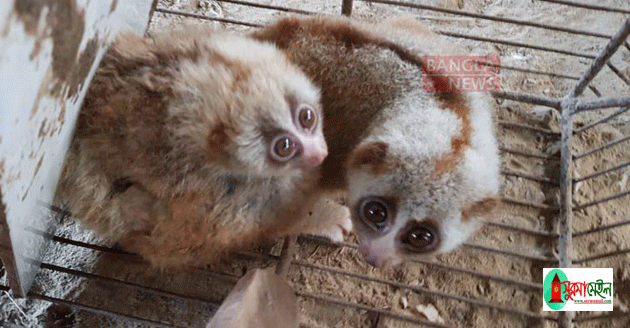 খাঁচায় ৪ বার বাচ্চা দিল মহাবিপন্ন লজ্জাবতী বানর