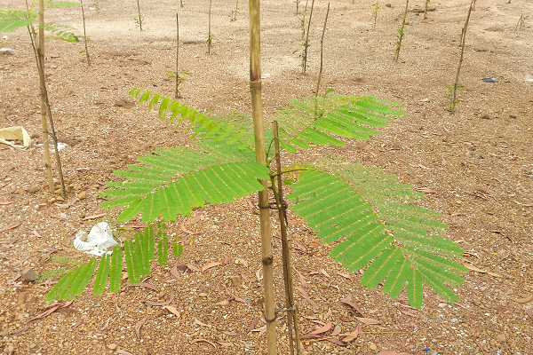 সবুজে ফিরছে জাফলং