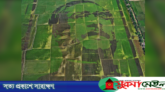 গিনেজ বুকে স্থান পেল শস্যচিত্রে বঙ্গবন্ধু