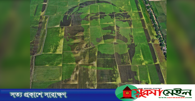 গিনেজ বুকে স্থান পেল শস্যচিত্রে বঙ্গবন্ধু