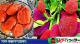 ভিয়েতনামের নজরকাড়া লাল কাঁঠাল এখন বাংলা‌দে‌শে