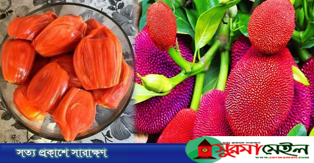 ভিয়েতনামের নজরকাড়া লাল কাঁঠাল এখন বাংলা‌দে‌শে