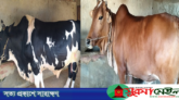 ‘ক্যাপ্টেন’ কিনলে ‘ক্যাটরিনা’ ফ্রি