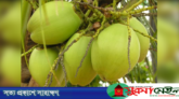 ১৩ কঠিন রোগ থেকে মুক্তি মিলবে মাত্র দুটি ডাবেই