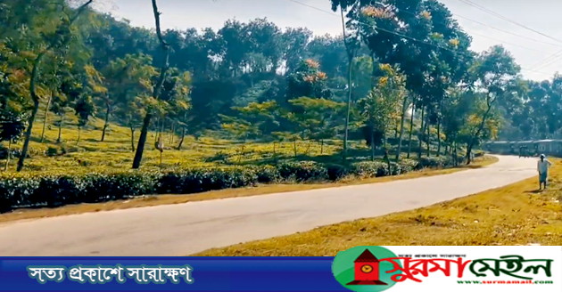 শীতে ঘুরে আসা যায় চায়ের রাজ্য শ্রীমঙ্গল