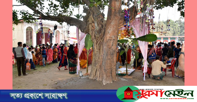 ধুমধামে দুই গাছে বিয়ে!