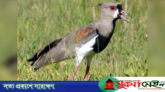 বিপদ দেখলেই শুয়ে পড়ে যে পাখি