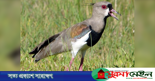 বিপদ দেখলেই শুয়ে পড়ে যে পাখি