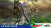 লাউয়াছড়া বনে বিশাল আকৃতির অজগর