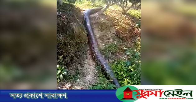 লাউয়াছড়া বনে বিশাল আকৃতির অজগর