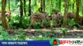 জুড়ী সাফারি পার্কের জন্য কেনা হবে ২০৩ কোটি টাকার প্রাণী