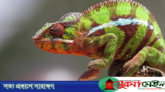 গিরগিটি কেন রং পাল্টায়?