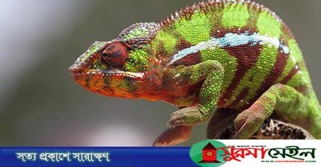 গিরগিটি কেন রং পাল্টায়?