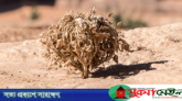মরিয়ম ফুলের যত ওষুধি গুণ