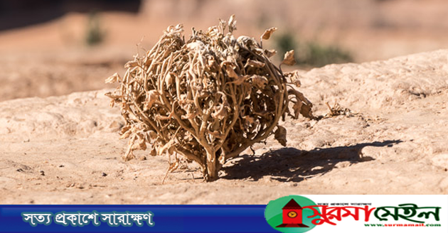 মরিয়ম ফুলের যত ওষুধি গুণ