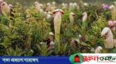 লিঙ্গের মতো দেখতে বিরল ফুল ‘পেনিস ফ্লাই ট্র্যাপ’