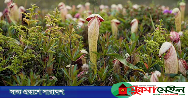 লিঙ্গের মতো দেখতে বিরল ফুল ‘পেনিস ফ্লাই ট্র্যাপ’