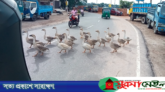 সড়কে হংস মিছিল!