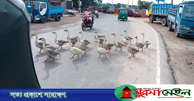সড়কে হংস মিছিল!