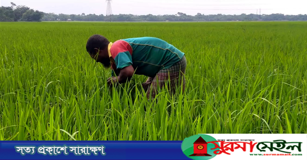 বাতাসের তালে তালে দুলছে কৃষকের স্বপ্ন
