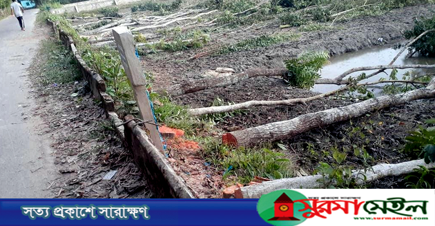 ৩০টি সরকারি গাছ কর্তণ করলেন এক প্রবাসী