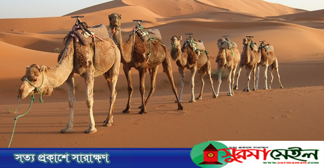 কুরআন কেন উট দেখতে বলে