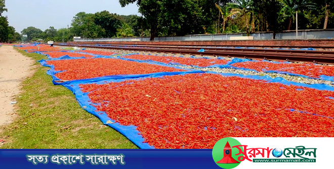পাকা মরিচের লাল গালিচা যেনো কৃষকের উজ্জল হাসির জীবন্ত প্রতিচ্ছবি