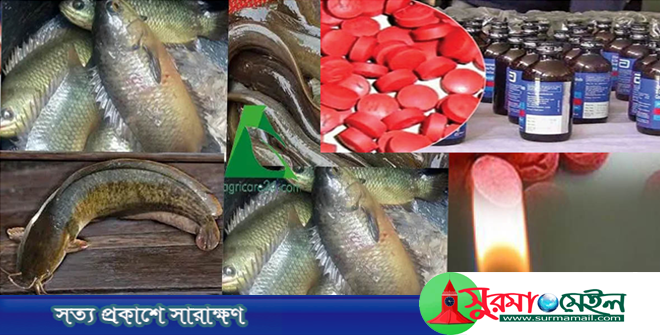 ছাতক-দোয়ারাবাজার সীমান্ত: আসছে মাদক যাচ্ছে দেশি মাছ!