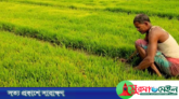 ঠাকুরগাঁওয়ে তীব্র শীতে ধরাশায়ী ফসলের ক্ষেত, বীজতলা নষ্টে দুশ্চিন্তায় কৃষকরা