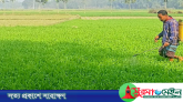 ঠাকুরগাঁওয়ে গম চাষ কমছে প্রায় দুই তৃতীয়াংশ