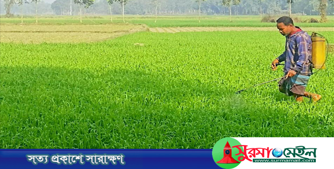 ঠাকুরগাঁওয়ে গম চাষ কমছে প্রায় দুই তৃতীয়াংশ
