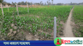 ঠাকুরগাঁওয়ে পিলার গেড়ে জমি দখলের পায়তারার অভিযোগ