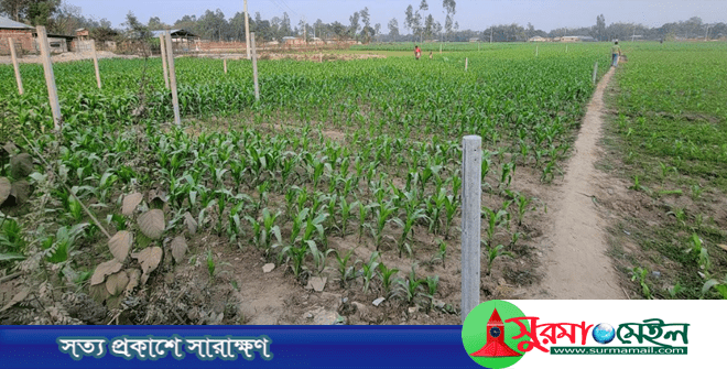 ঠাকুরগাঁওয়ে পিলার গেড়ে জমি দখলের পায়তারার অভিযোগ