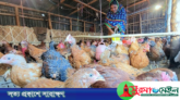 বাউ মুরগি পালনে স্বপ্ন বুনছেন নারীরা