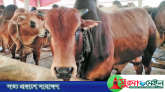 সুনামগঞ্জে ষাঁড়ের গুতোয় কৃষকের মৃত্যু
