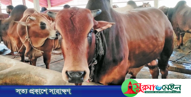 সুনামগঞ্জে ষাঁড়ের গুতোয় কৃষকের মৃত্যু