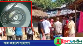 ঠাকুরগাঁওয়ে সাপের কামড়ে ২ শিশুর মৃত্যু