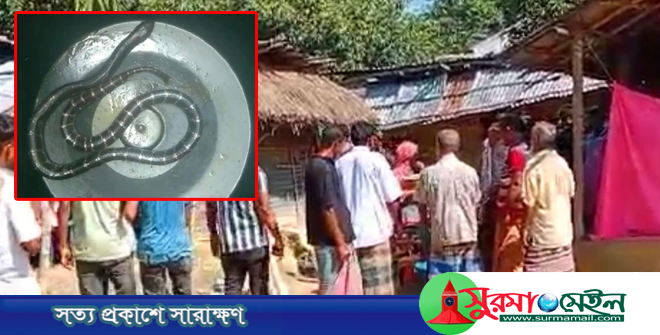 ঠাকুরগাঁওয়ে সাপের কামড়ে ২ শিশুর মৃত্যু