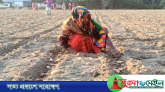 বাড়তি উৎপাদন ব্যয়ের ঝুঁকি নিয়েই আগাম আলু চাষে ব্যস্ত চাষীরা