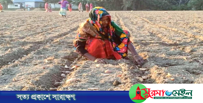 বাড়তি উৎপাদন ব্যয়ের ঝুঁকি নিয়েই আগাম আলু চাষে ব্যস্ত চাষীরা