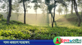 দেশের সর্বনিম্ন তাপমাত্রা শ্রীমঙ্গলে