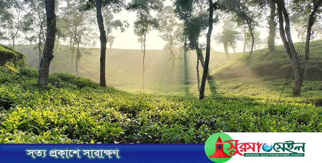 দেশের সর্বনিম্ন তাপমাত্রা শ্রীমঙ্গলে