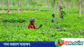 বকেয়া মজুরি পেয়ে কাজে ফিরলেন চা শ্রমিকরা